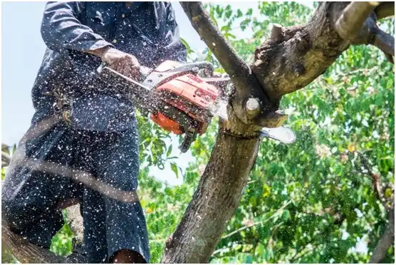 tree services Broadway